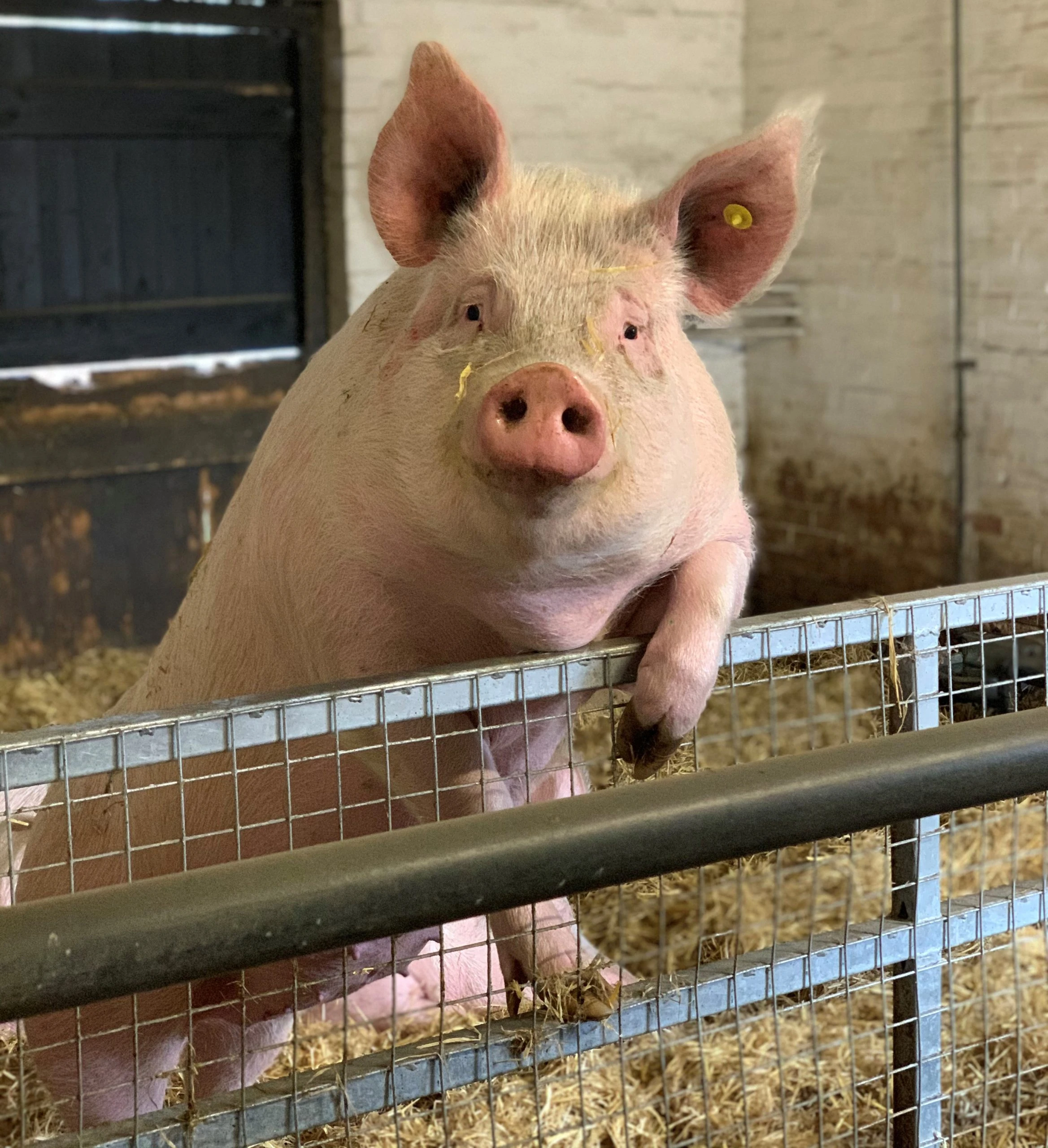 this pig